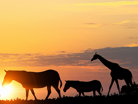 Почему мы любим собак, едим свиней и носим шкуры коров. Мелани Джой (часть 1)
