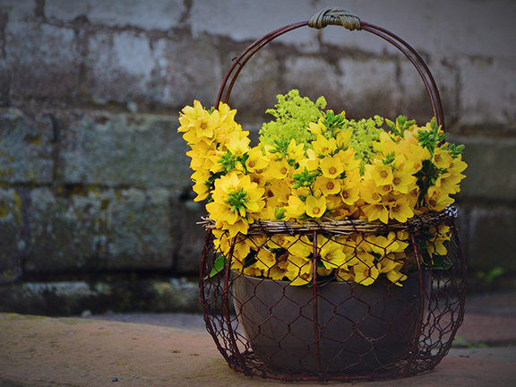 Вербейник обыкновенный