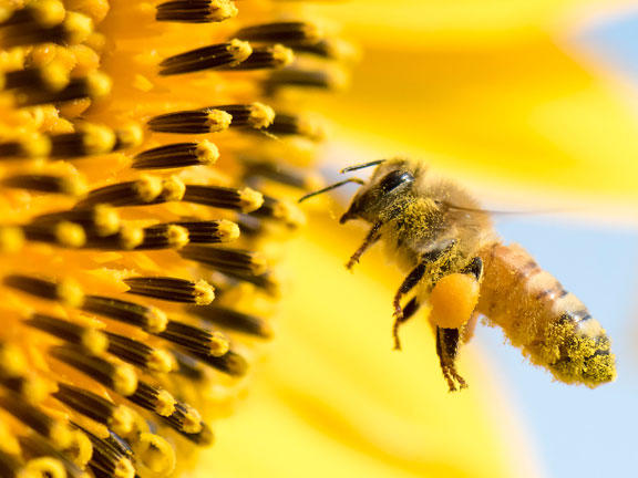 сознание пчелы