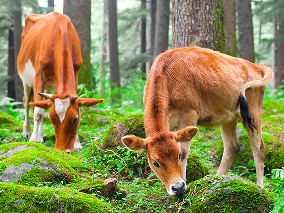 Сладости с кровью: гематоген