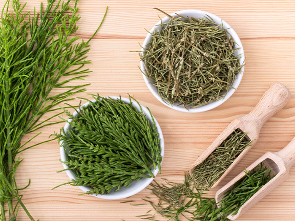 Хвощ полевой: польза и вред