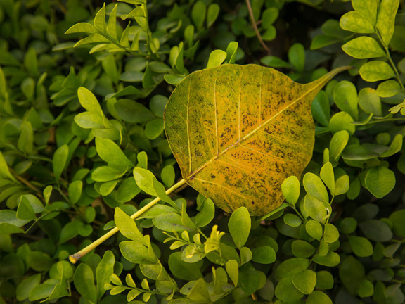 лист бодхи фото