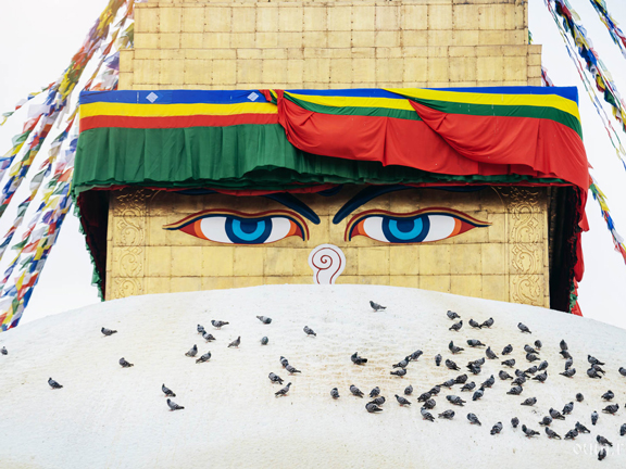 Джатака о пернатых