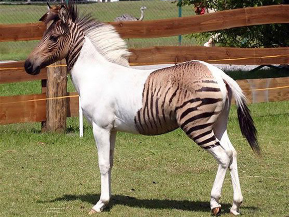 Телегония по христиански