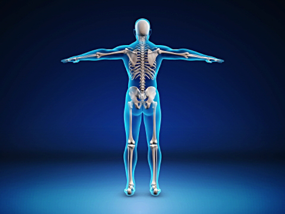 скелет человека на просвет