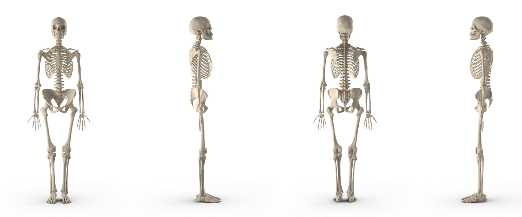 Анатомия седалищной кости строение типы соединений функции и физиологические особенности