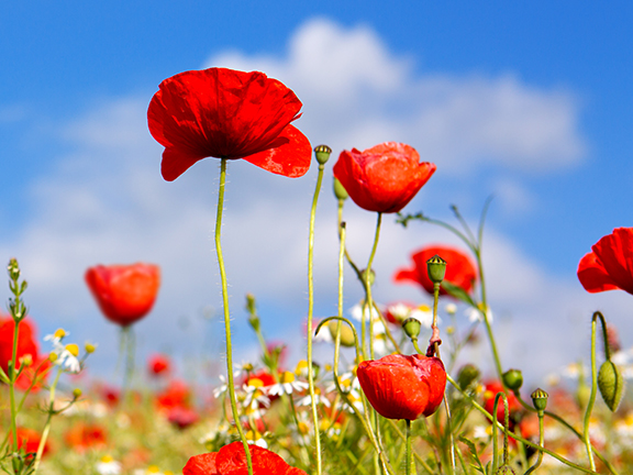 Незабудка. Притча о милосердии и любви к природе