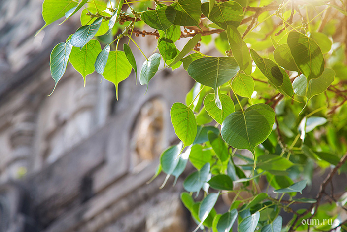 листья дерева бодхи на фоне храма