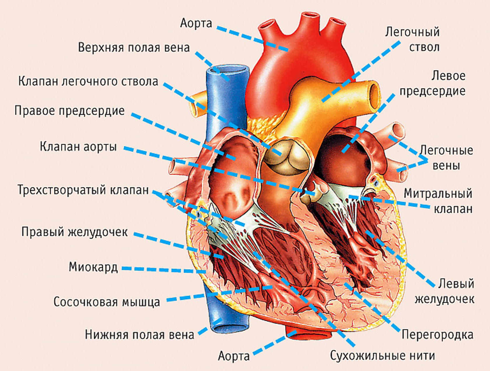 Анатомия сердца человека: историко-медицинский экскурс.