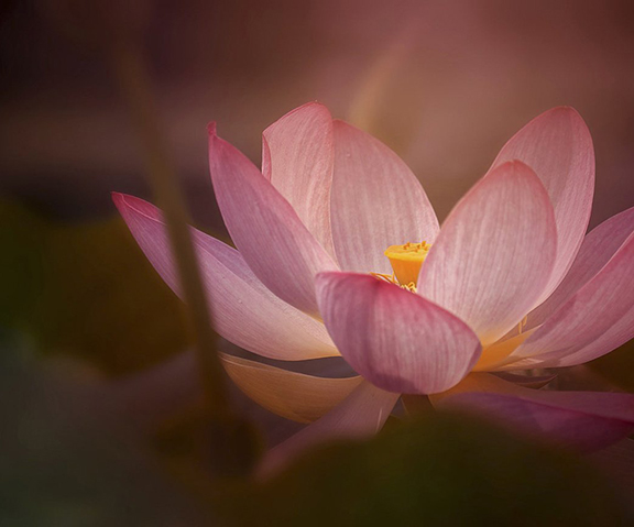 Лотос — символ чистоты и просветления