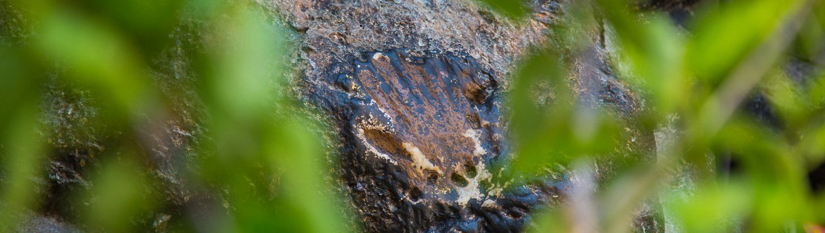 Пещеры Парпинга: священные места буддизма Ваджраяны в Непале