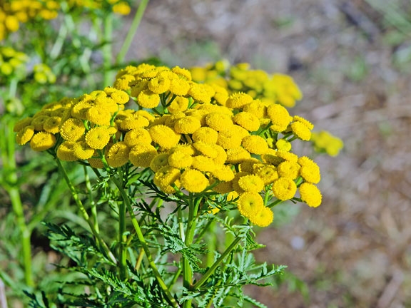 пижма обыкновенная, желтые цветы