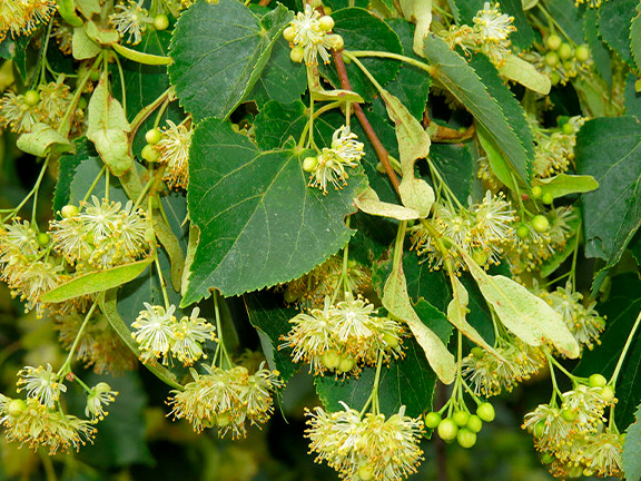 Азбука трав. Липа