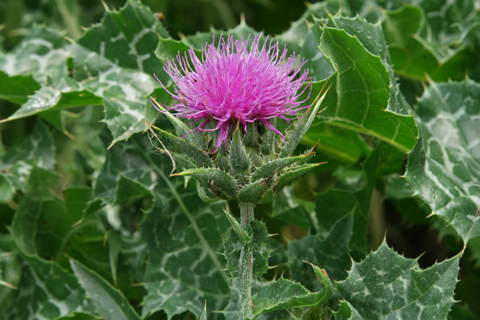 Расторопша от каких болезней. Расторопша пятнистая (Silybum Marianum). Татарник чертополох. Расторопша (Марьин чертополох). Расторопша молочный чертополох.