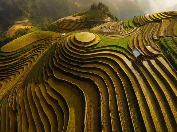 Джатака о рисовом поле