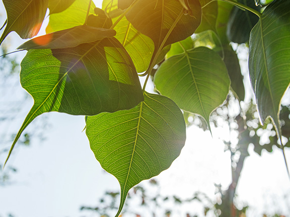 Джатака об отмеченном удачей