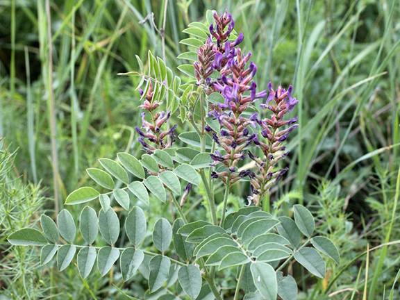 Солодка гладкая или лакричник