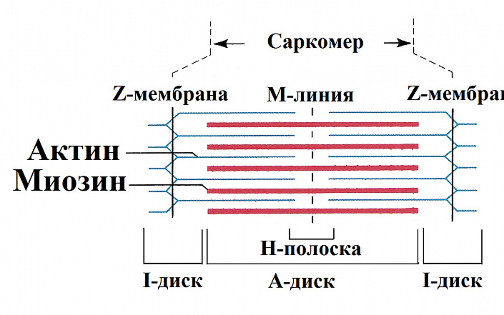 Саркомера мышечного волокна. Схема саркомера миофибриллы мышечного волокна. Строение мышечного саркомера. Строение саркомера мышечного волокна физиология. Схема саркомера мышечного волокна.