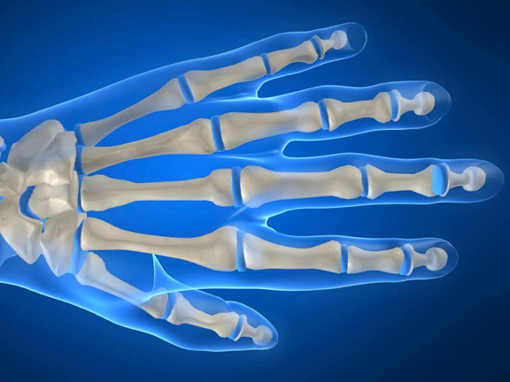 Анатомия кисти