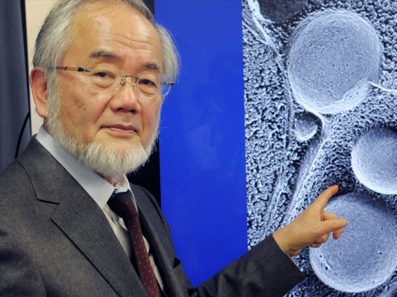 Нобелевская премия: как очистить организм и обрести молодость?