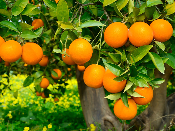 Польза и вред апельсинов для здоровья