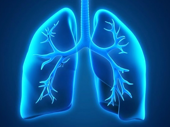 легкие человека
