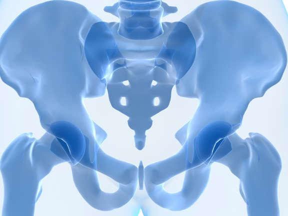 скелет таза в разрезе