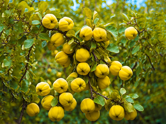 Целебная сила айвы: секреты здоровья и долголетия
