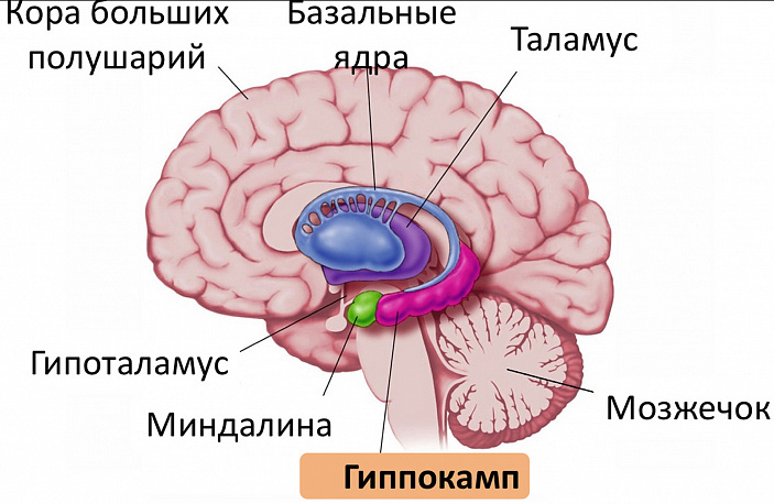 brain structure, hippocampus