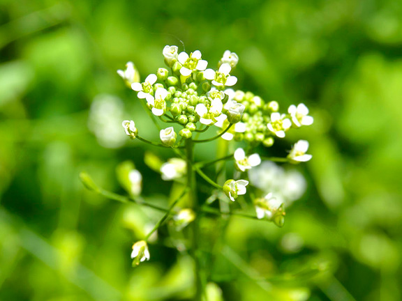 Азбука трав. Пастушья сумка 