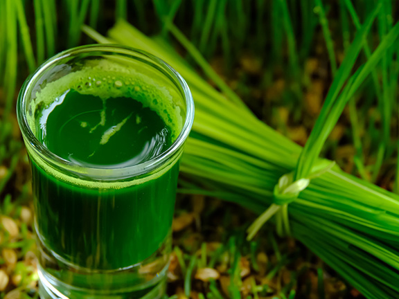 Хлорофилл – для чего нужен человеку