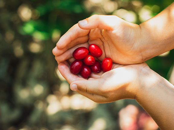 Шесть воплощений