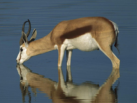 Джатака об антилопе