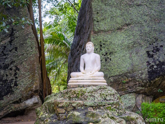 Джатака о быстрой птице