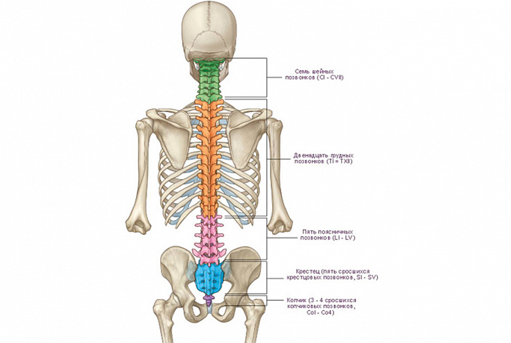 5 Позвонок Поясничного Отдела Фото Где Находится