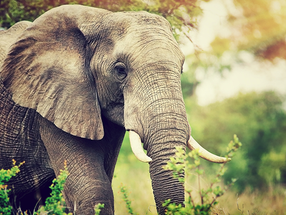 Притча о слоне