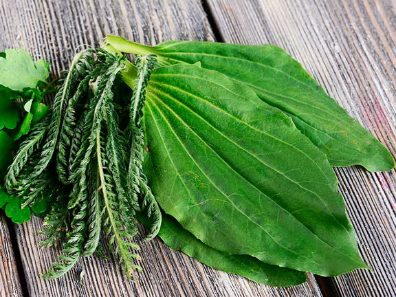 Подорожник (порезник): Лечебные свойства