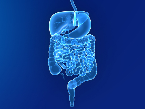 желудочно-кишечный тракт