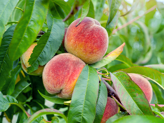 Персики: польза и вред для организма🍑