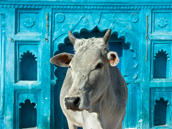 Брахман, корова и закон кармы