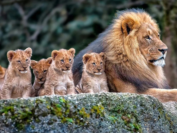  Педагогика джунглей