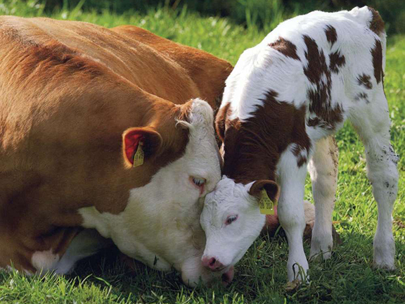История про корову, которая доказала, что животные тоже любят, чувствуют и думают
