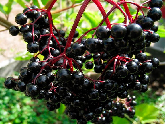 Азбука трав. Бузина черная