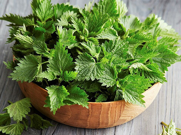 Крапива: полезные свойства и научные факты🔬