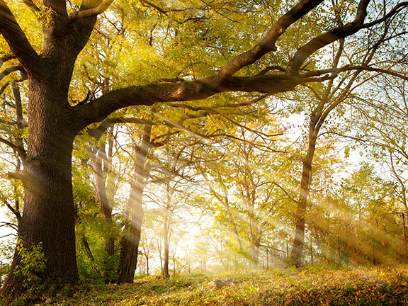 лес в лучах солнца