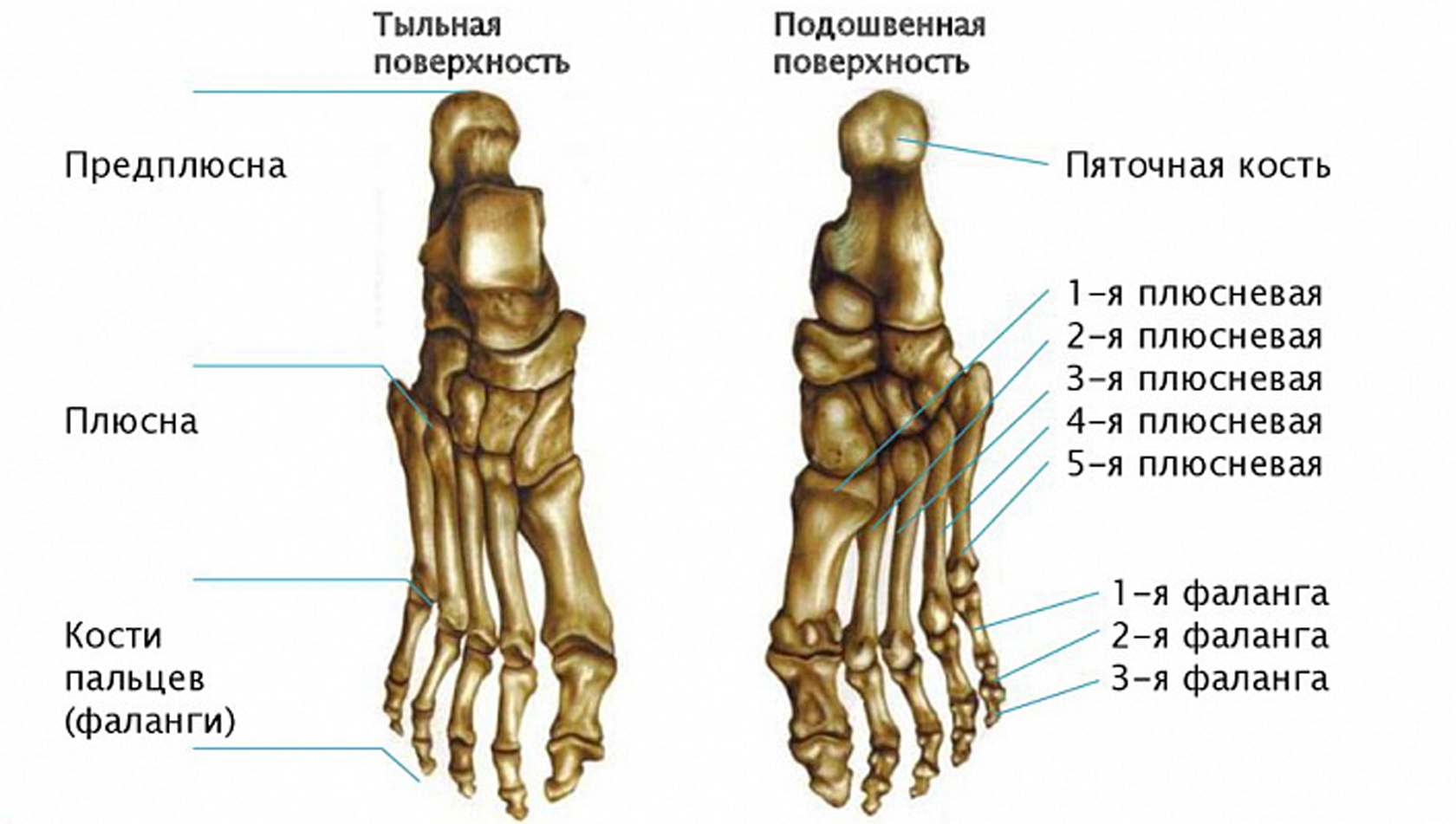 Строение Костей Ноги Человека Фото