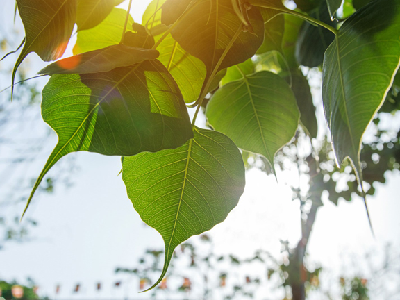 листья дерева бодхи и солнце