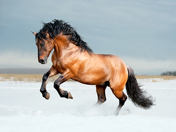 Укротитель коня