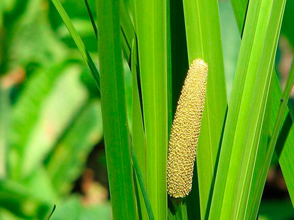 аир болотный