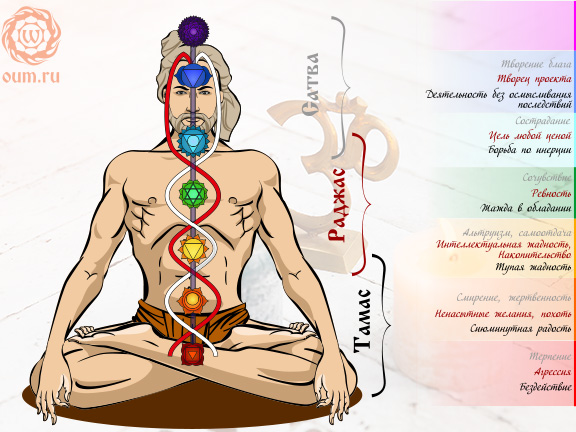 строение чакр по гунам